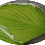 Hosta Moonlight