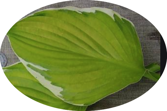 Hosta Moonlight