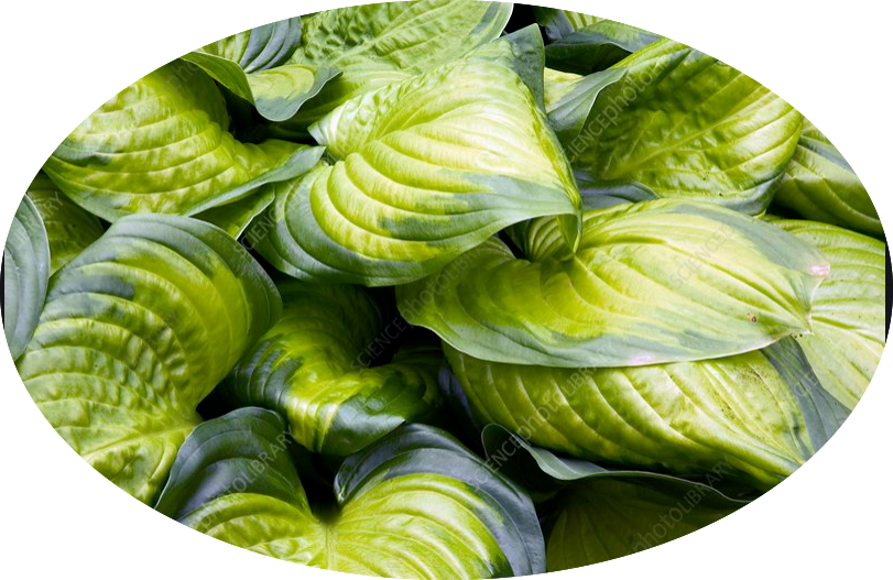 Hosta Stained Glass