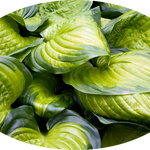Hosta Stained Glass