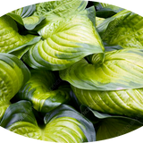 Hosta Stained Glass