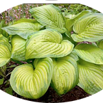 Hosta Stained Glass