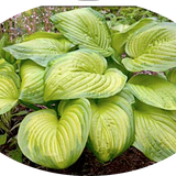 Hosta Stained Glass