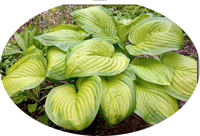 Hosta Stained Glass