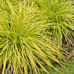 Carex cm.40 Oshimensis Everillo vaso 9 cm. 40 a maturazione