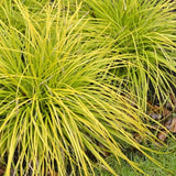 Carex cm.40 Oshimensis Everillo vaso 9 cm. 40 a maturazione