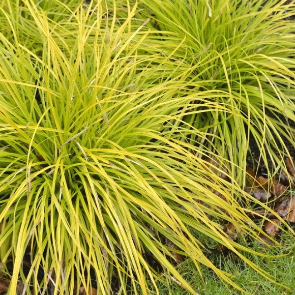 Carex cm.40 Oshimensis Everillo vaso 9 cm. 40 a maturazione