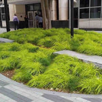 Carex cm.40 Oshimensis Everillo vaso 9 cm. 40 a maturazione