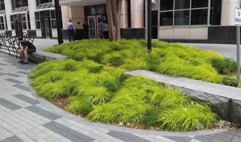 Carex cm.40 Oshimensis Everillo vaso 9 cm. 40 a maturazione