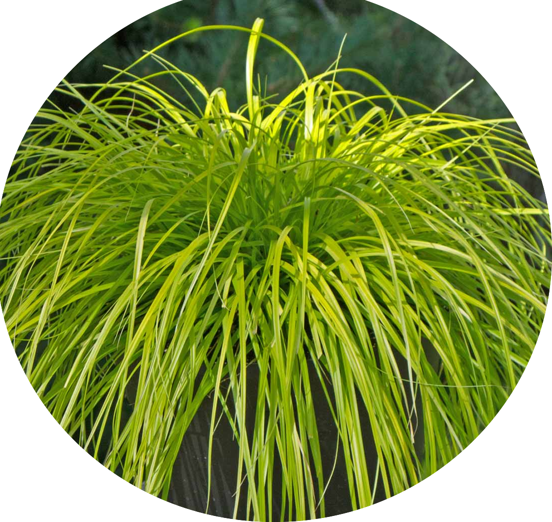 Carex cm.40 Oshimensis Everillo vaso 9 cm. 40 a maturazione