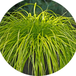 Carex cm.40 Oshimensis Everillo vaso 9 cm. 40 a maturazione