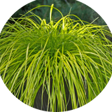 Carex cm.40 Oshimensis Everillo vaso 9 cm. 40 a maturazione