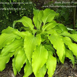 Hosta Frisian Pride