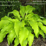 Hosta Frisian Pride