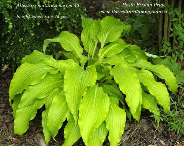 Hosta Frisian Pride