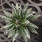 Agave Victoria reginae compacta -no variegated resistenza - 12° gradi