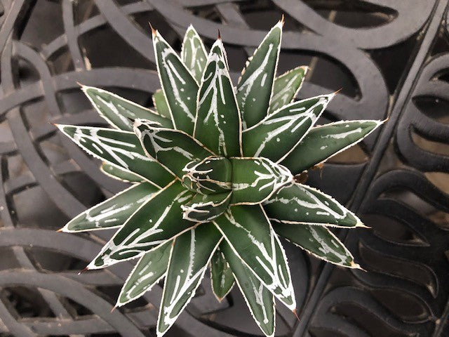 Agave Victoria reginae compacta -no variegated resistenza - 12° gradi