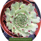 Sempervivum calcareum greenii vaso 9