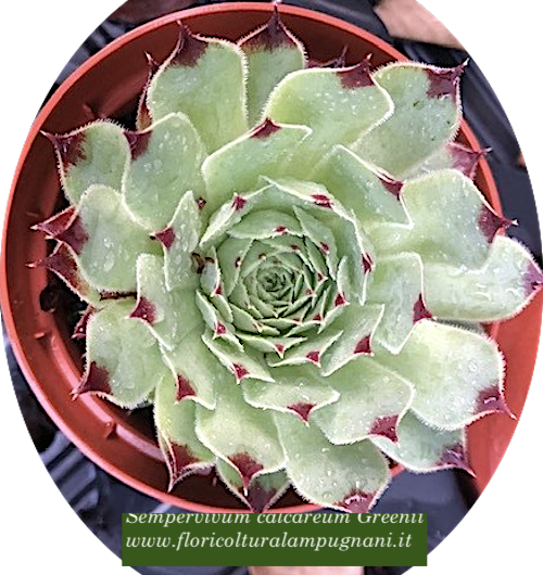 Sempervivum calcareum greenii vaso 9