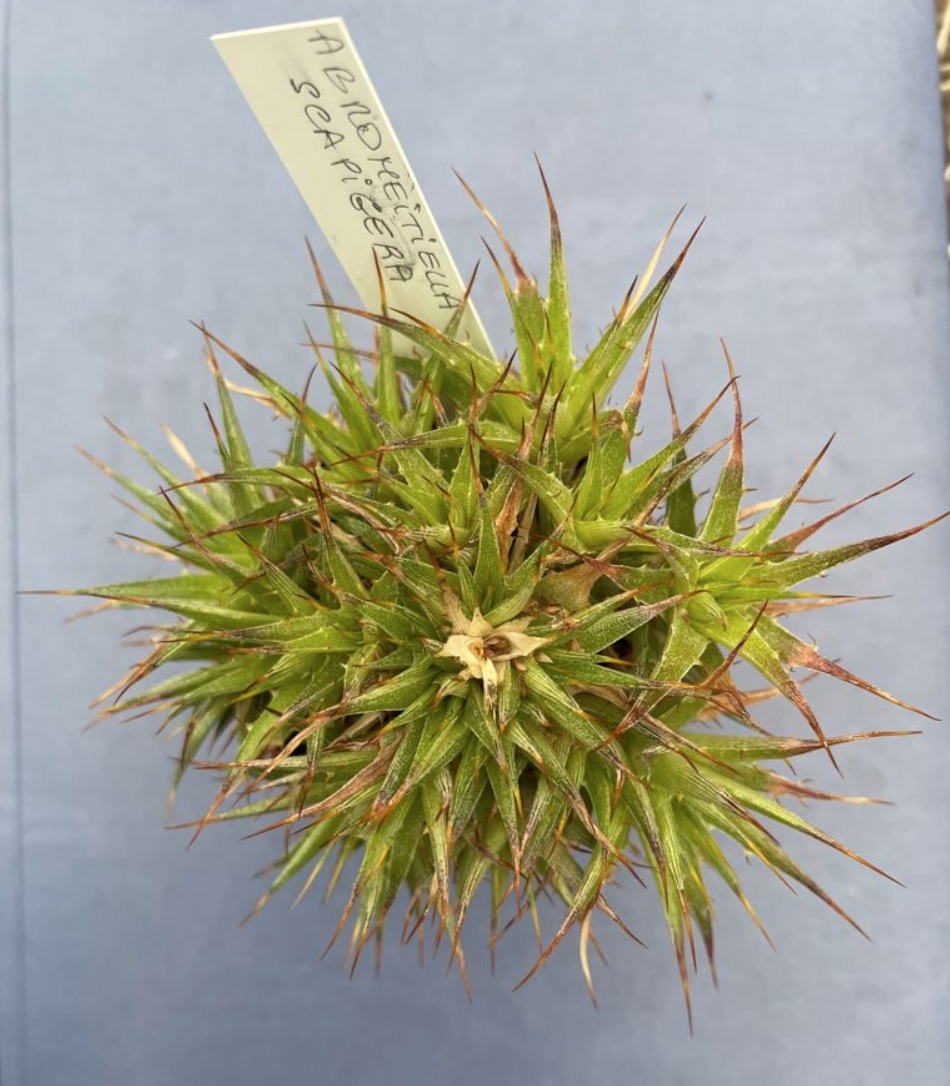 abromeitiella scapigera