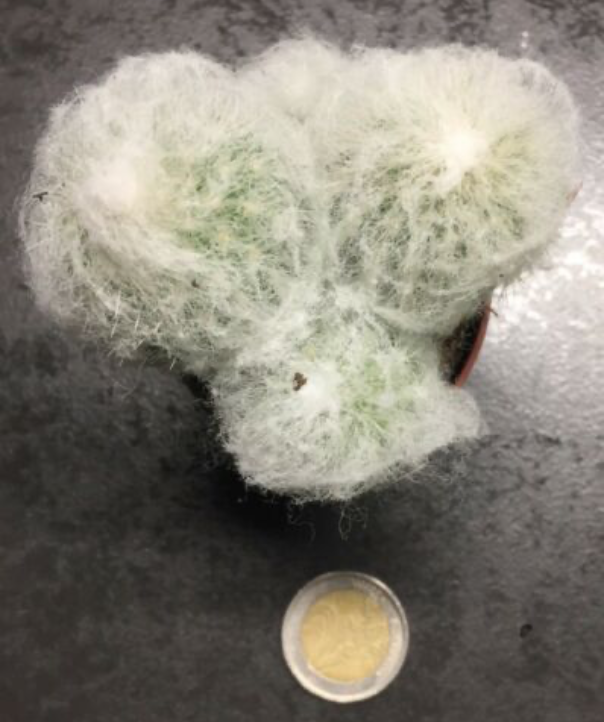 Espostoa lanata albissima