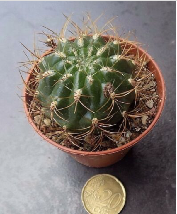 Matucana curundaiensis