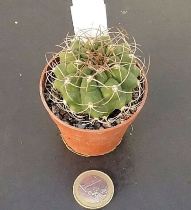 Matucana Krahnii