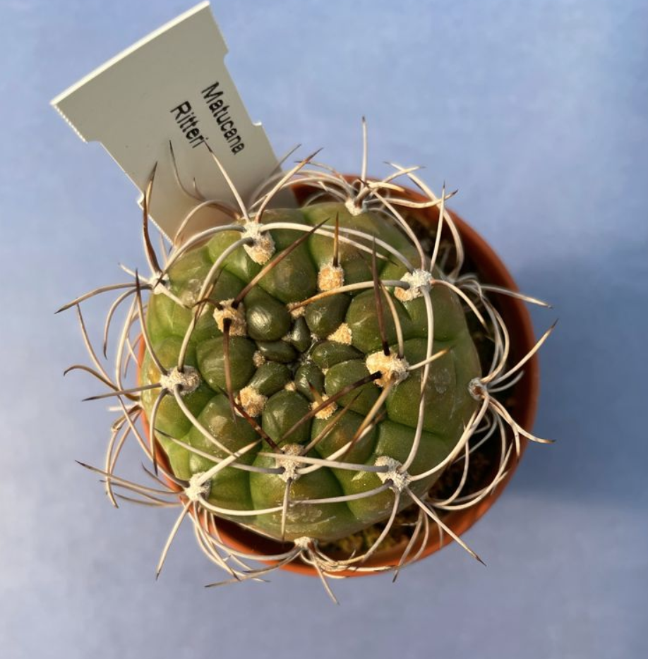 Matucana ritteri