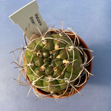 Matucana ritteri