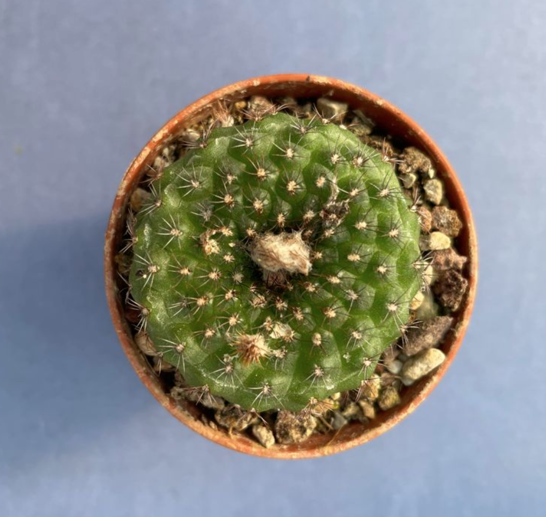 Frailea Perumbilicata pr-136