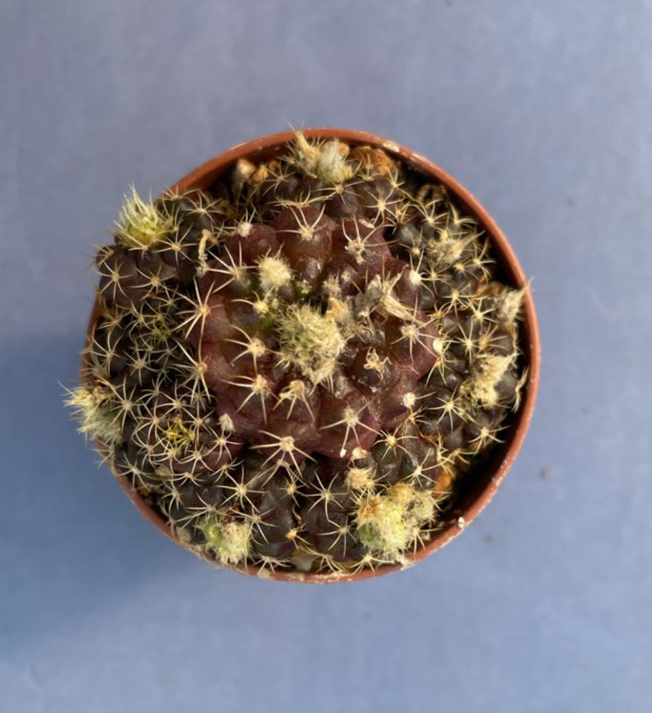 Frailea uhligiana