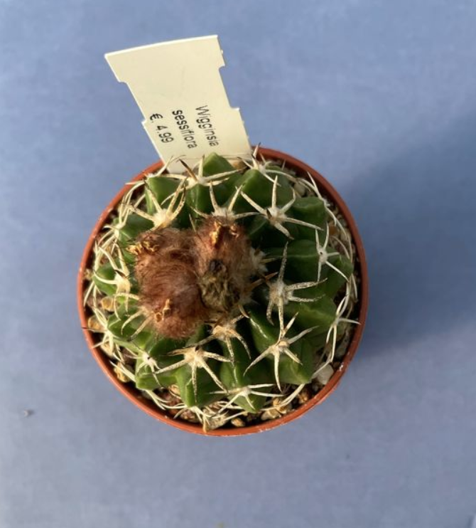 wigginsia sessiflora