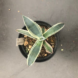 Agave cordillensis variegata cm. 20 (resistenza - 10°)