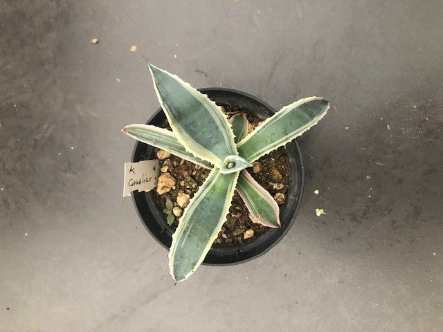 Agave cordillensis variegata cm. 20 (resistenza - 10°)