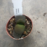 Gasteria Amstrongii