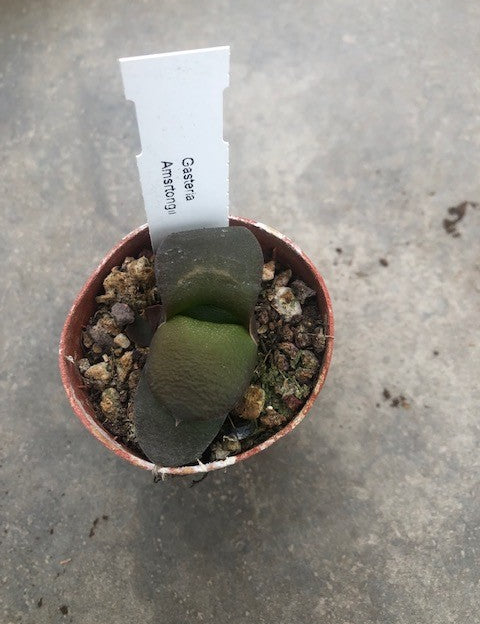 Gasteria Amstrongii