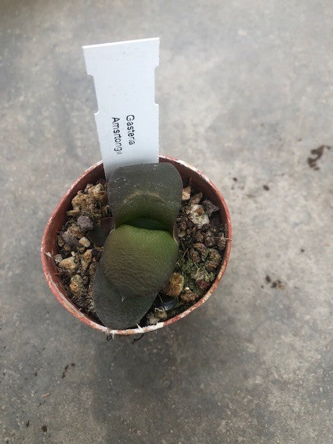 Gasteria Amstrongii