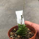 Haworthia Viscosa minima oudsthoorm