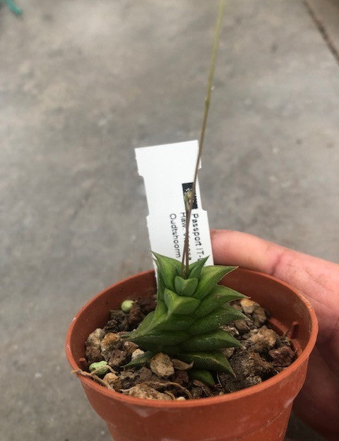 Haworthia Viscosa minima oudsthoorm