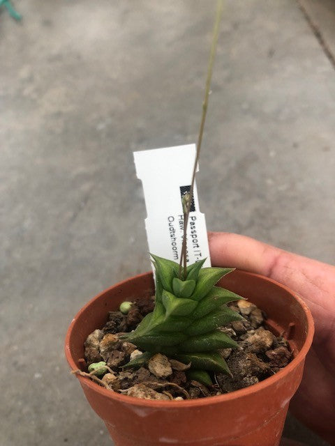 Haworthia Viscosa minima oudsthoorm