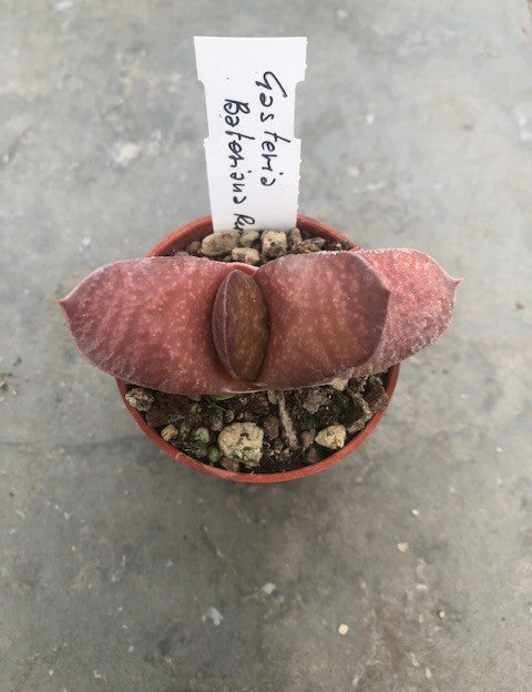 Gasteria Glomerata rubra