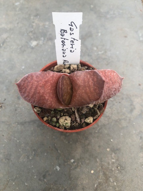 Gasteria Glomerata rubra