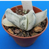 Gasteria Creme Brulé variegated