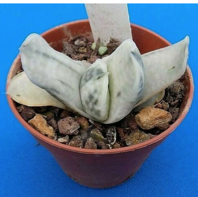 Gasteria Creme Brulé variegated