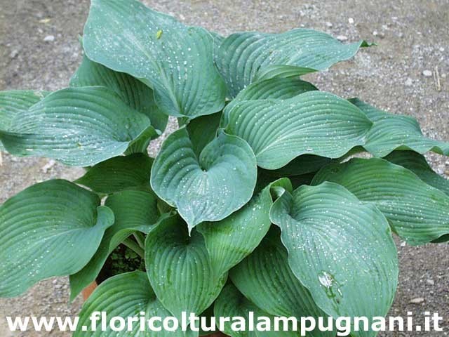 Hosta Blue Angel