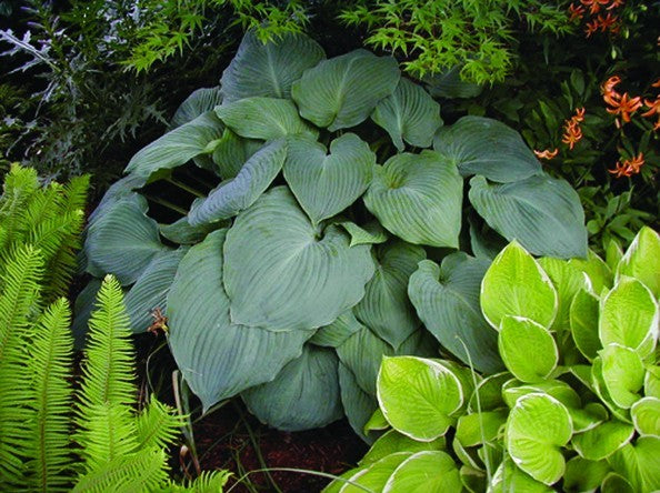 Hosta Blue Angel