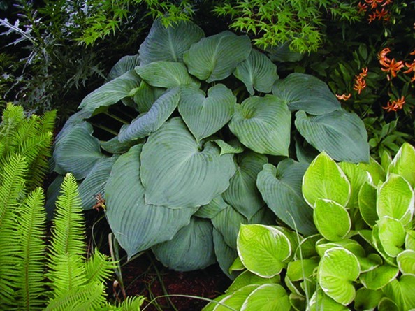 Hosta Blue Angel