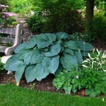 Hosta Blue Angel