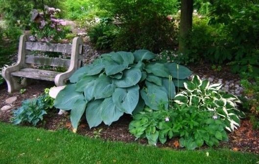 Hosta Blue Angel