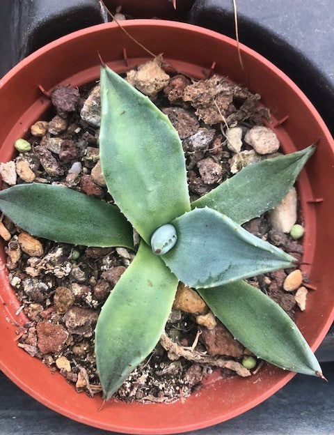 Agave Patonii